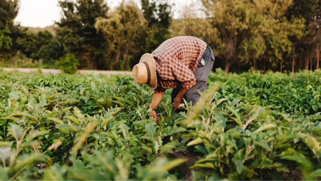 Isenção de IR para Trabalhador Rural: Passo a Passo para Dar Entrada