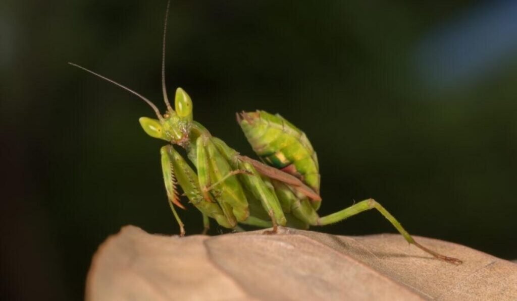 O Medo dos Insetos e o Cérebro Humano: Quando a Fobia Vira Pânico